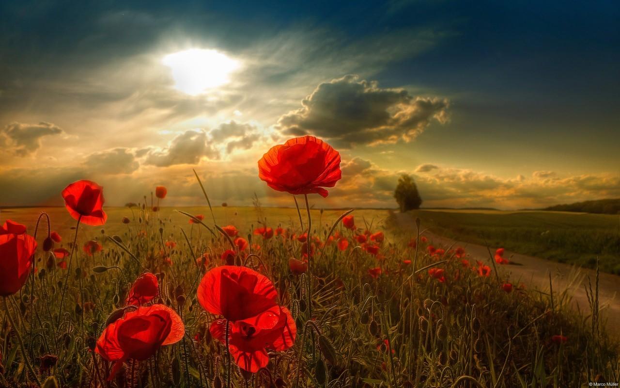 Sun Rays to the flowers HD Wallpapers Walls 9
