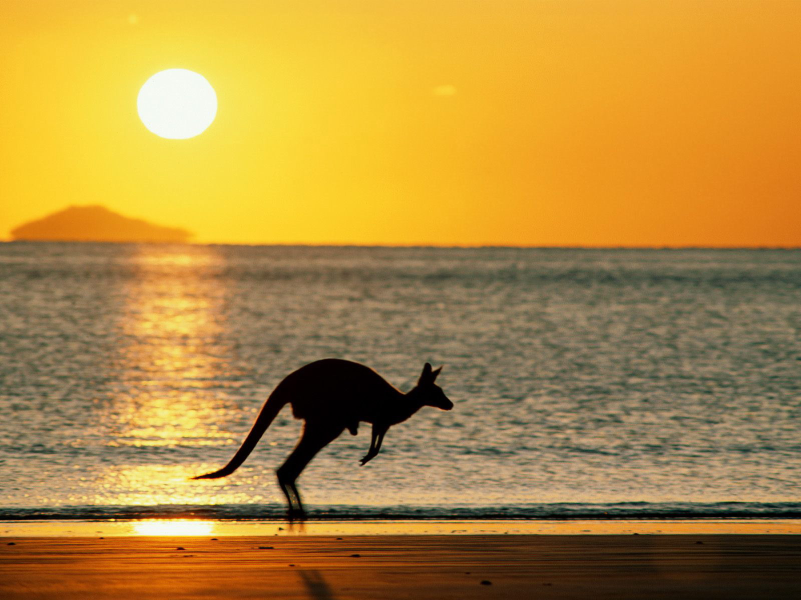 Paisaje-Taking-Joey-Home-Australia.jpg