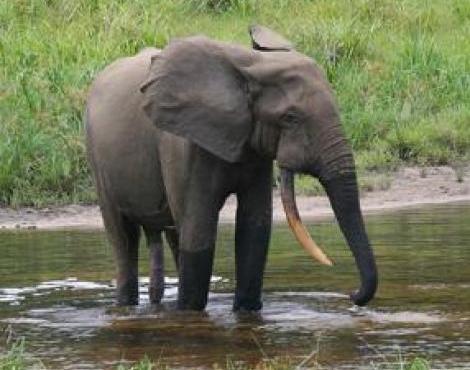 All About Wildlife: African Forest Elephant (Loxodonta ... little penguin diagram 