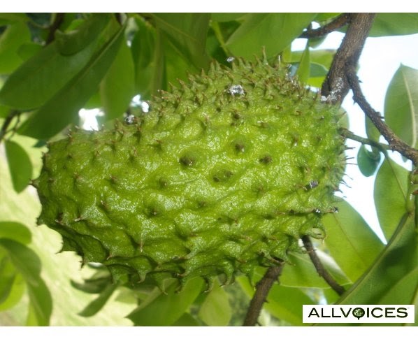 Flora Fauna Indonesia Nongko Sabrang Sirsak