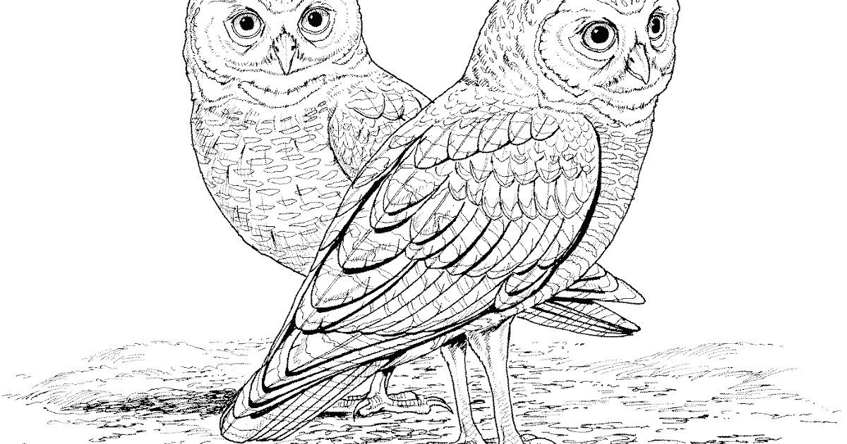 Owl Coloring Pages to Print | Barn Owls