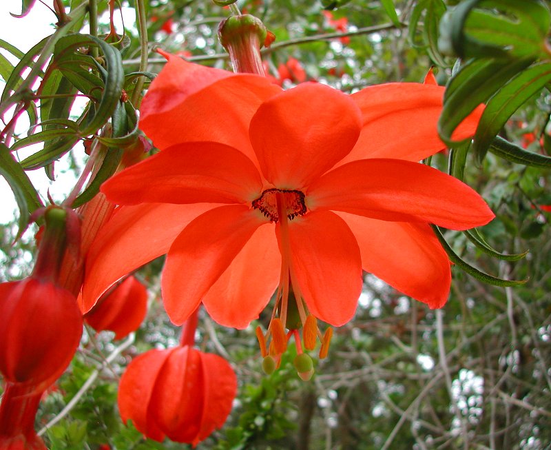 Flower Homes World's Beautiful Rare Flowers