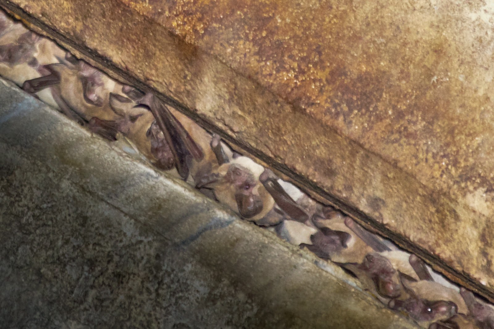 Feather Tailed Stories Bats Under the Congress Avenue Bridge