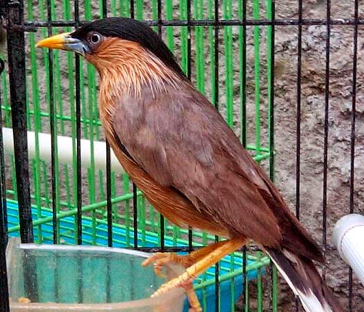 Jalak brahmana/brahminy starling Jalak brahmana/brahminy starling