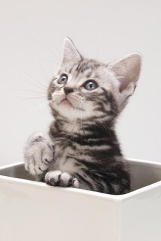 Litter Size of American Shorthair Cats