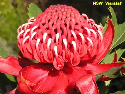 Nsw Floral Emblem