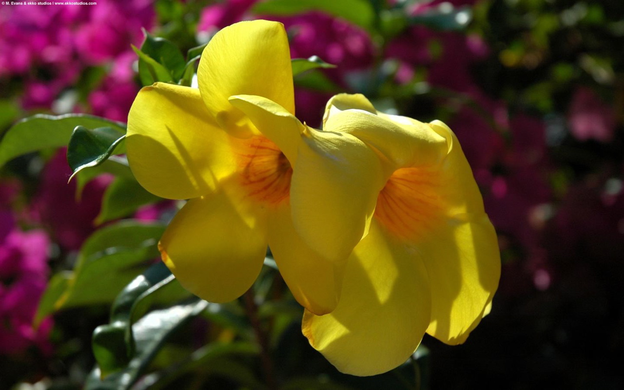 flowers flowers