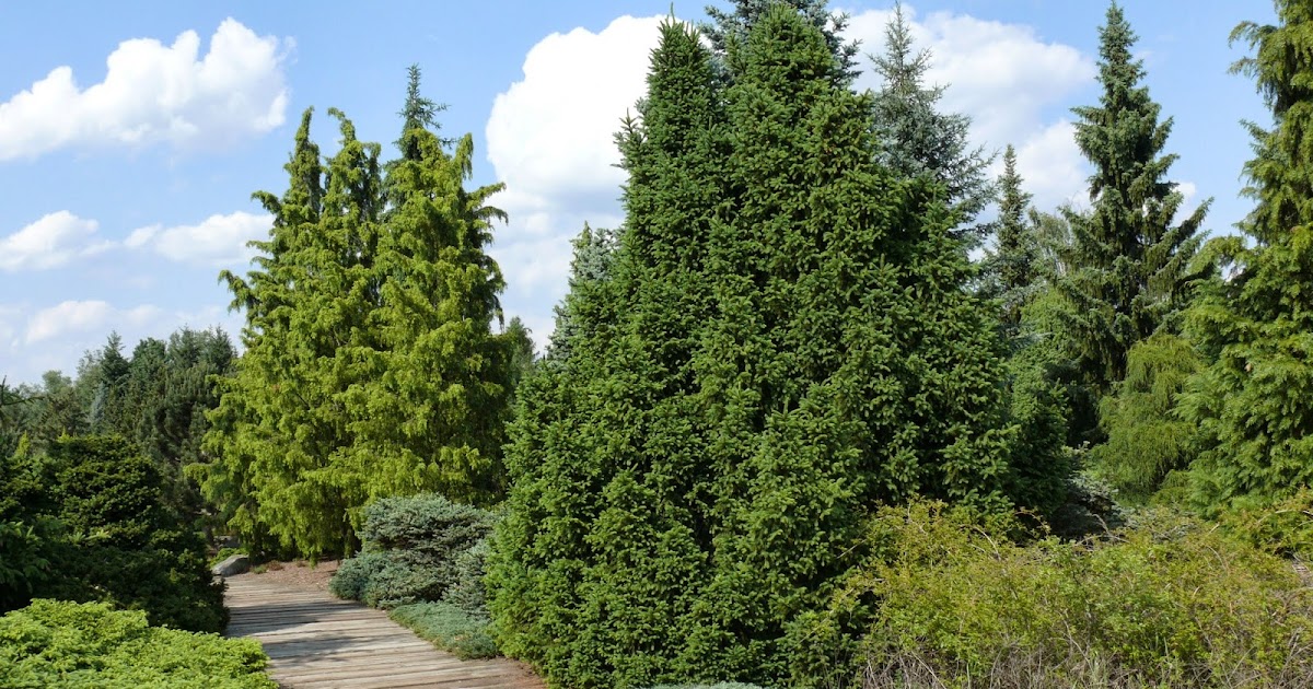 Von Parks und Gärten in Europa Dendrologischer Garten in
