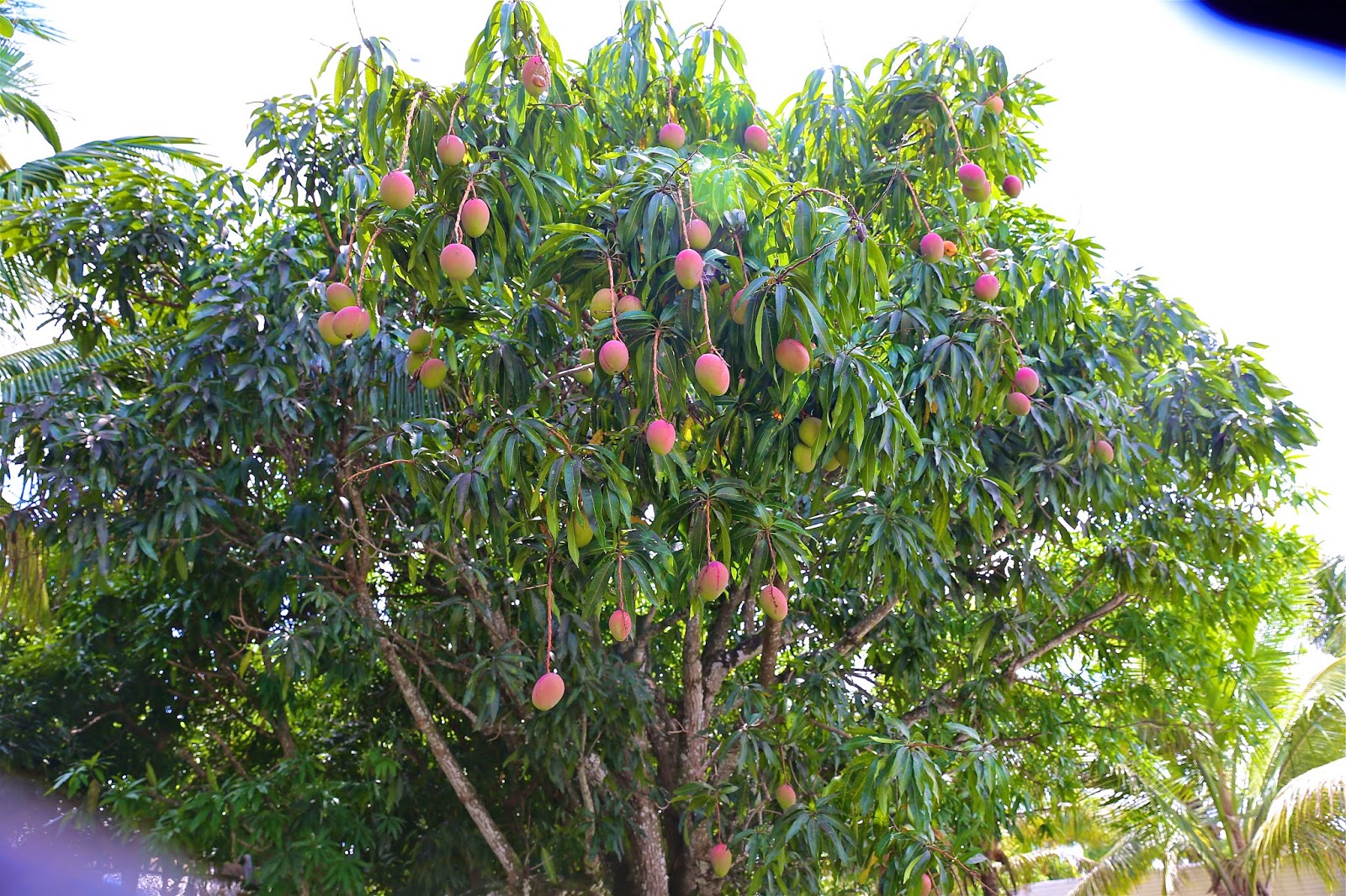 Sweet Southern Days Tropical South Florida