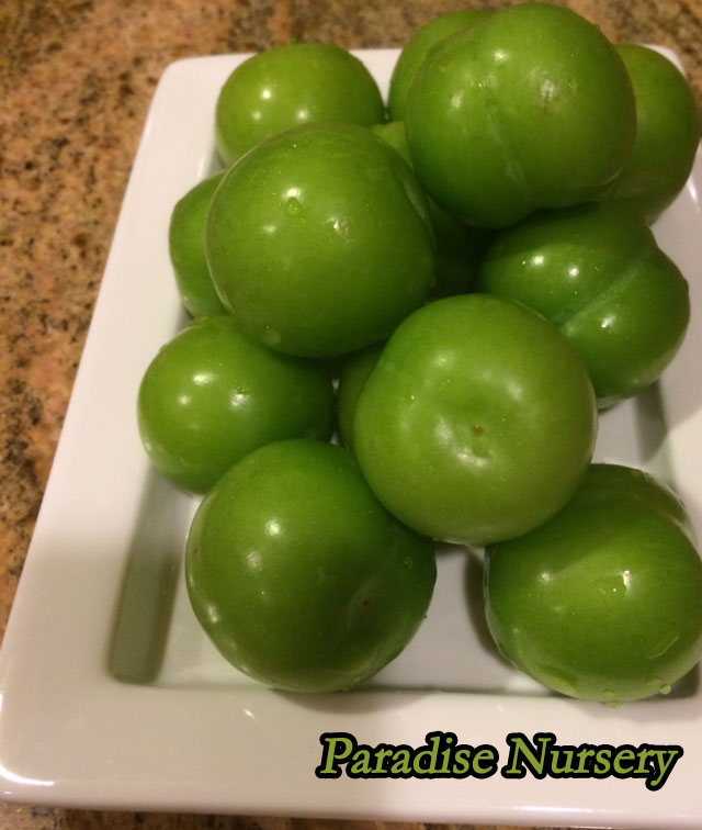 Persian Green Plum Persian Green Plum Tree Goje Sabz