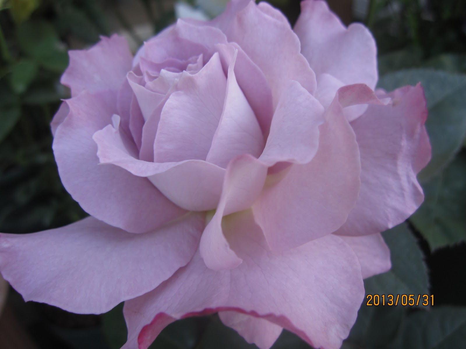 マルチーズのチロとマイガーデン 河本さんのバラ 清流 ル ブラン など