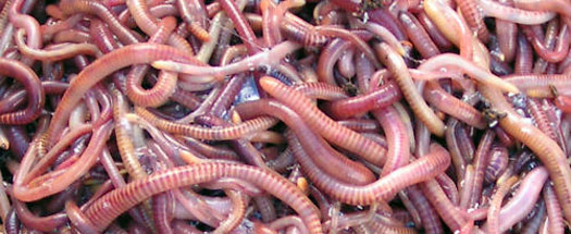 writhing earthworms