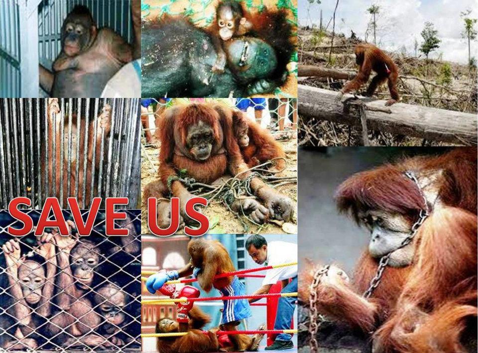 prostitute orangutan