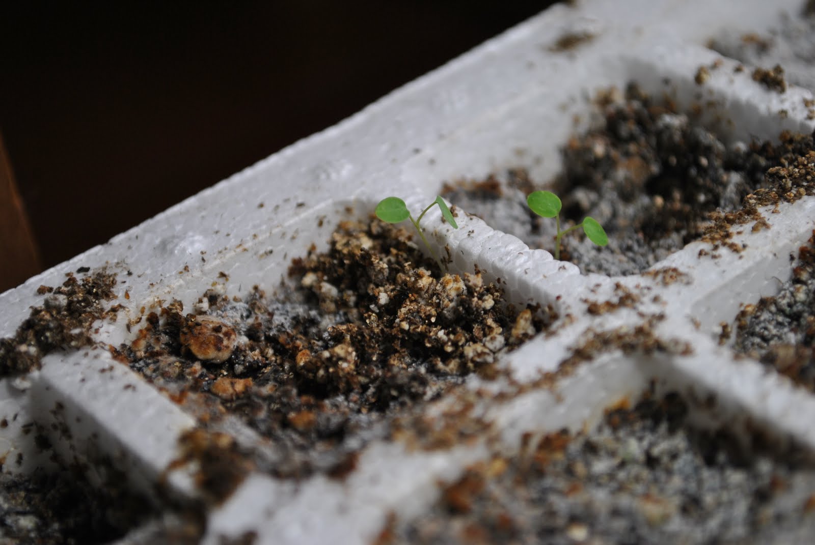 Ramble On Rose Longest. Germination. Ever.