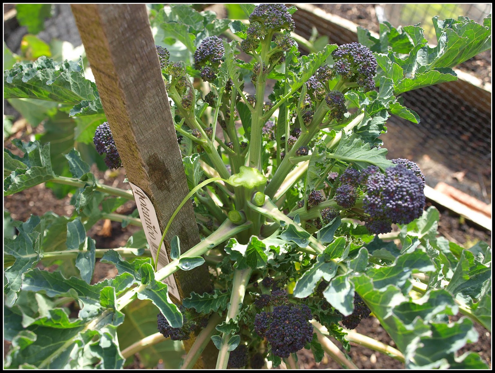 Mark's Veg Plot Harvesting Purple Sprouting Broccoli