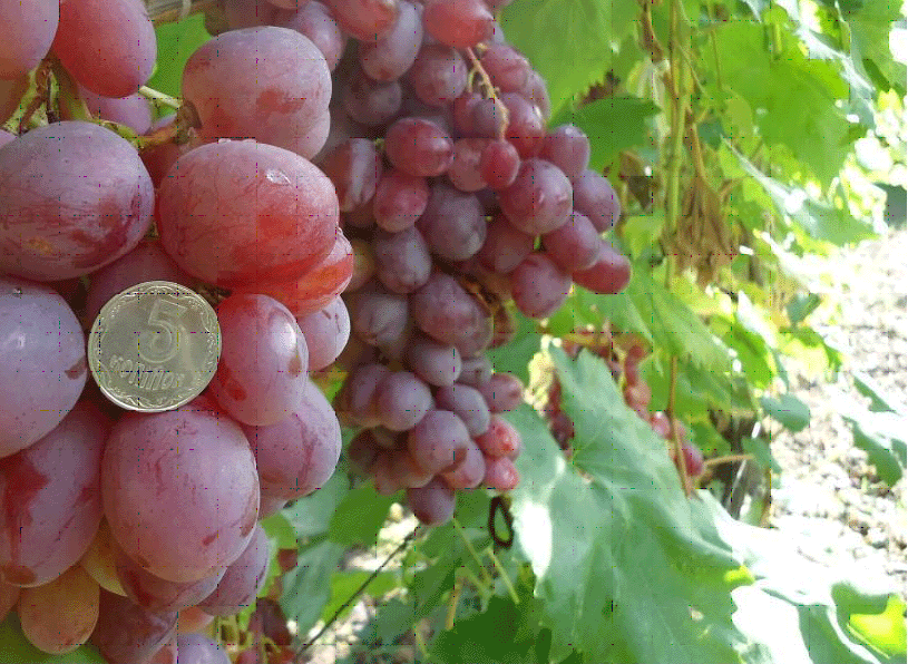Крупные Сорта Винограда Фото
