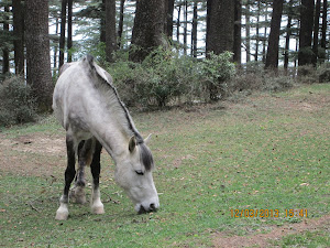 Horse grazing  near Naldhera golf course.
