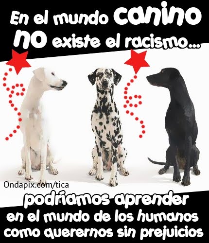 LECCIONES CANINAS