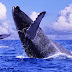 Ballenas grises: misión salvar la Tierra