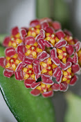 hoya  davidcummingii