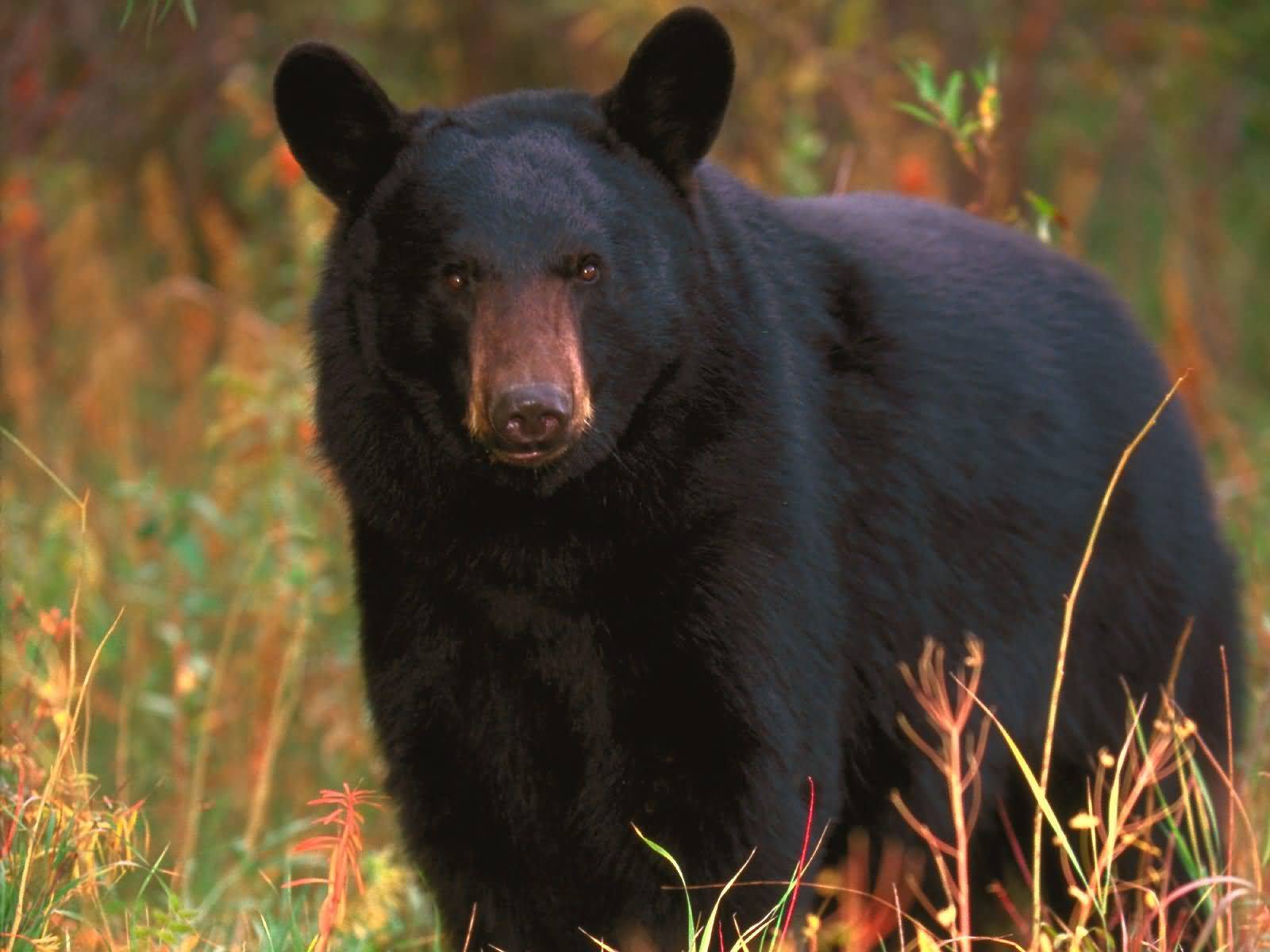 Black Bear Tennessee