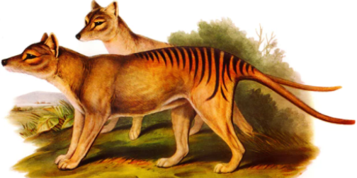 Thylacine DNA reveals weakness – and kinship with the kangaroo