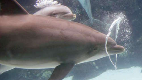 bbc dolphins