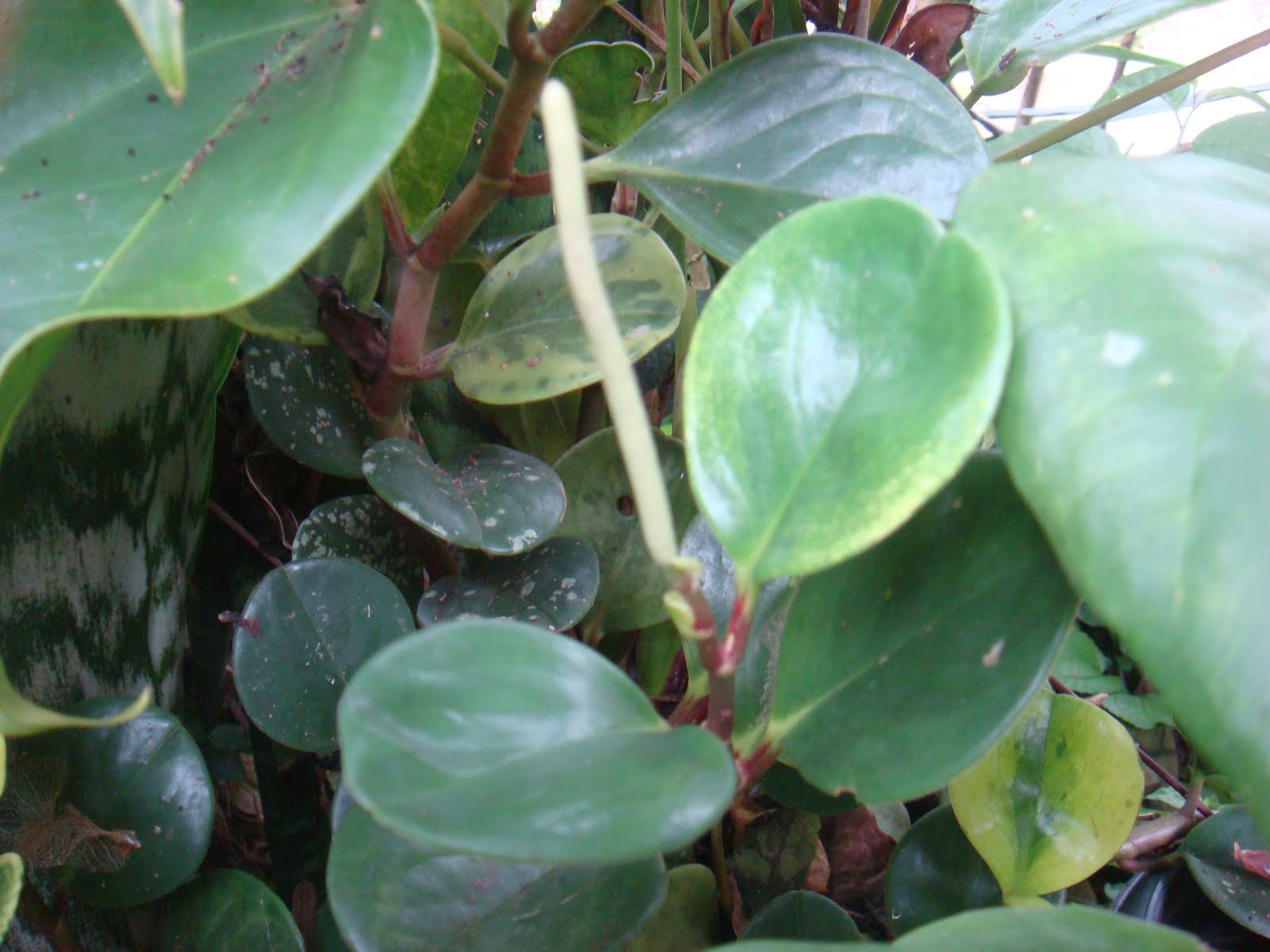 Eileen First Interest Beautiful Plants and Flowers Baby
