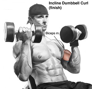 Seated Incline Curl