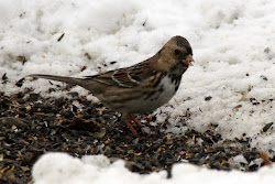 Harris's Sparrow