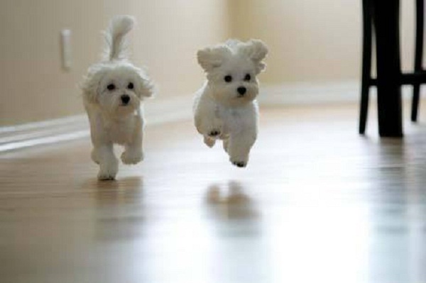 maltese-puppies.jpg