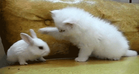 cute-cat-bunny-slap-gif.gif