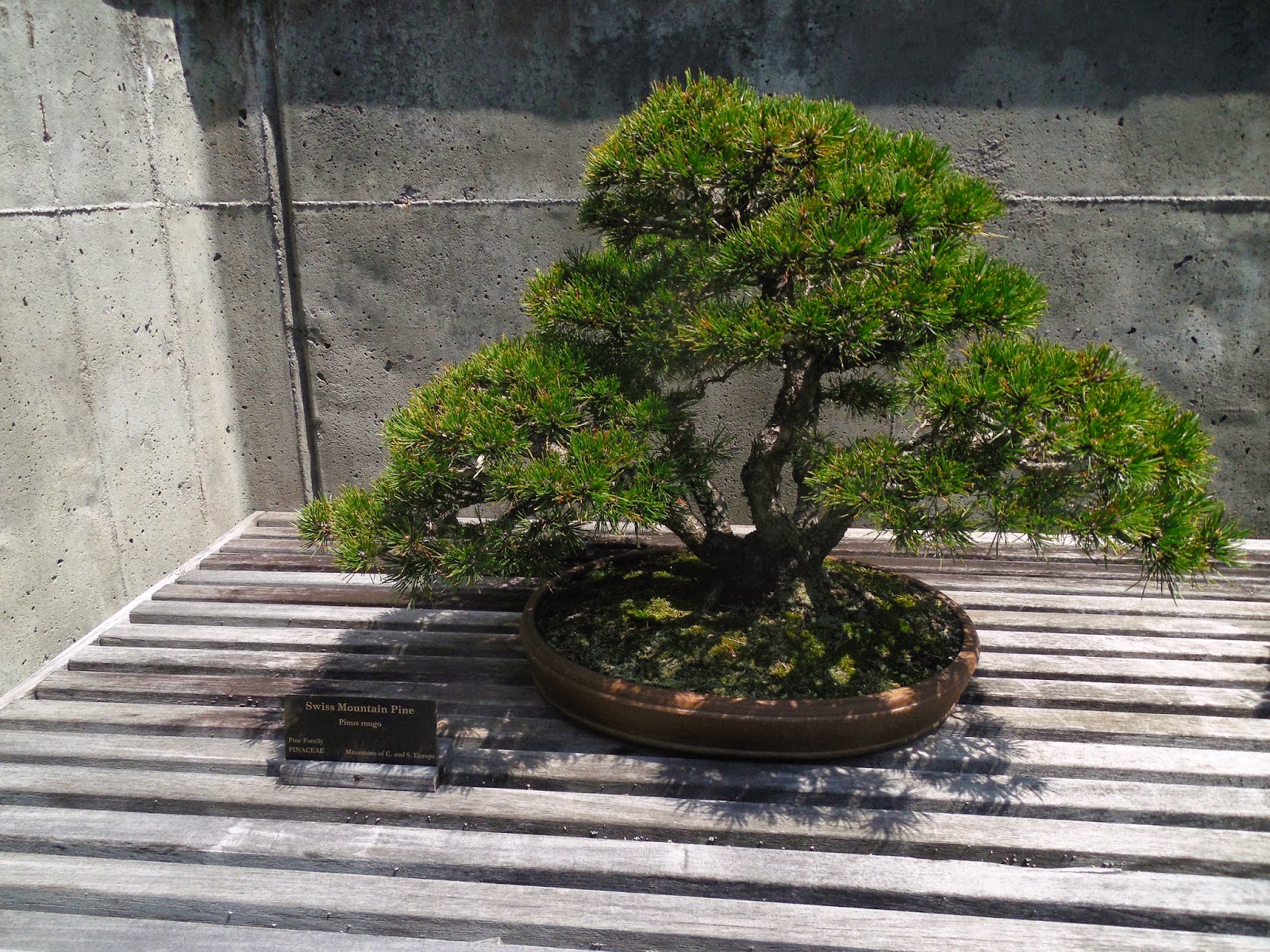 Untrimmed Bonsai Tree Bonsai Tree