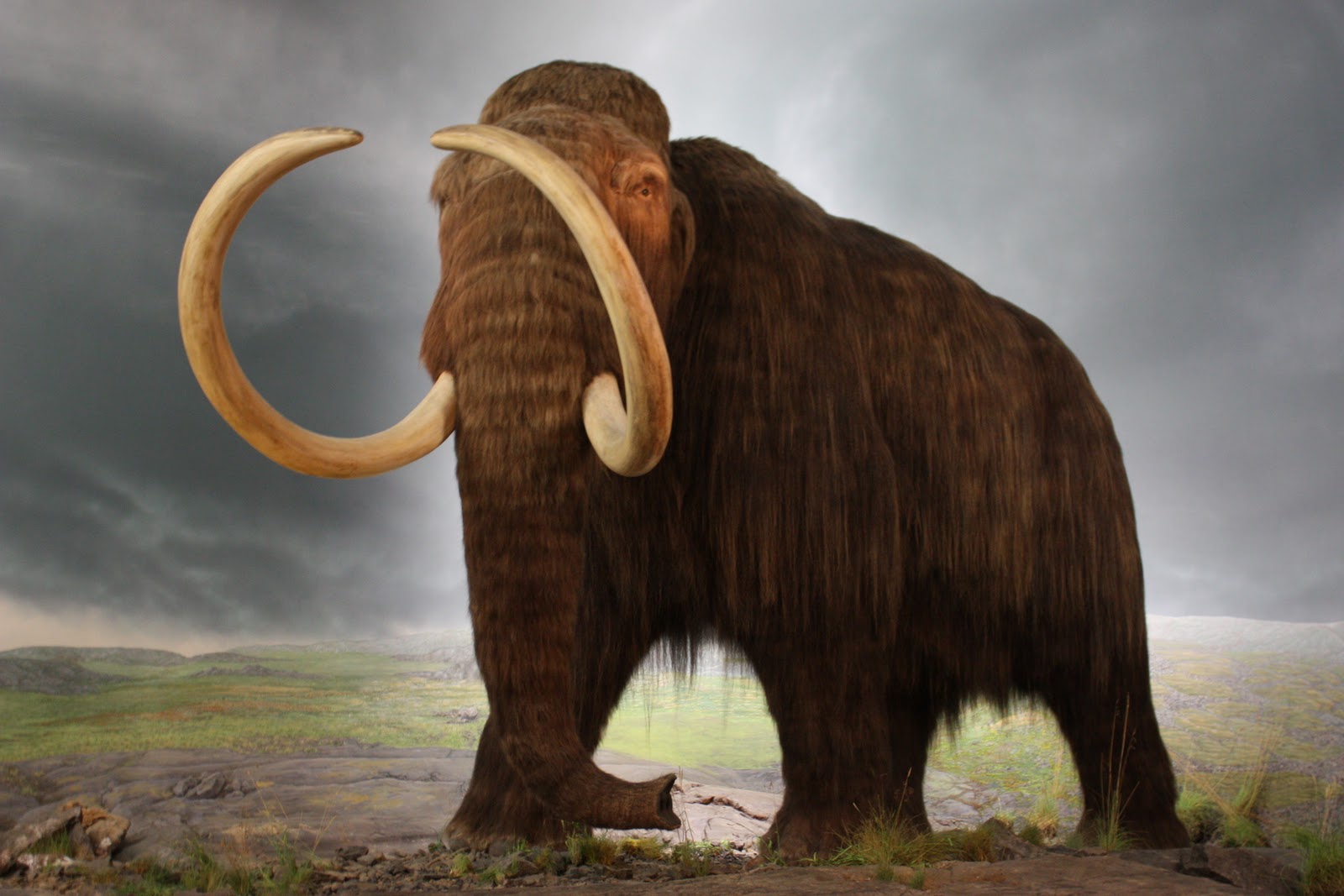 wooly_mammoth_model.JPG