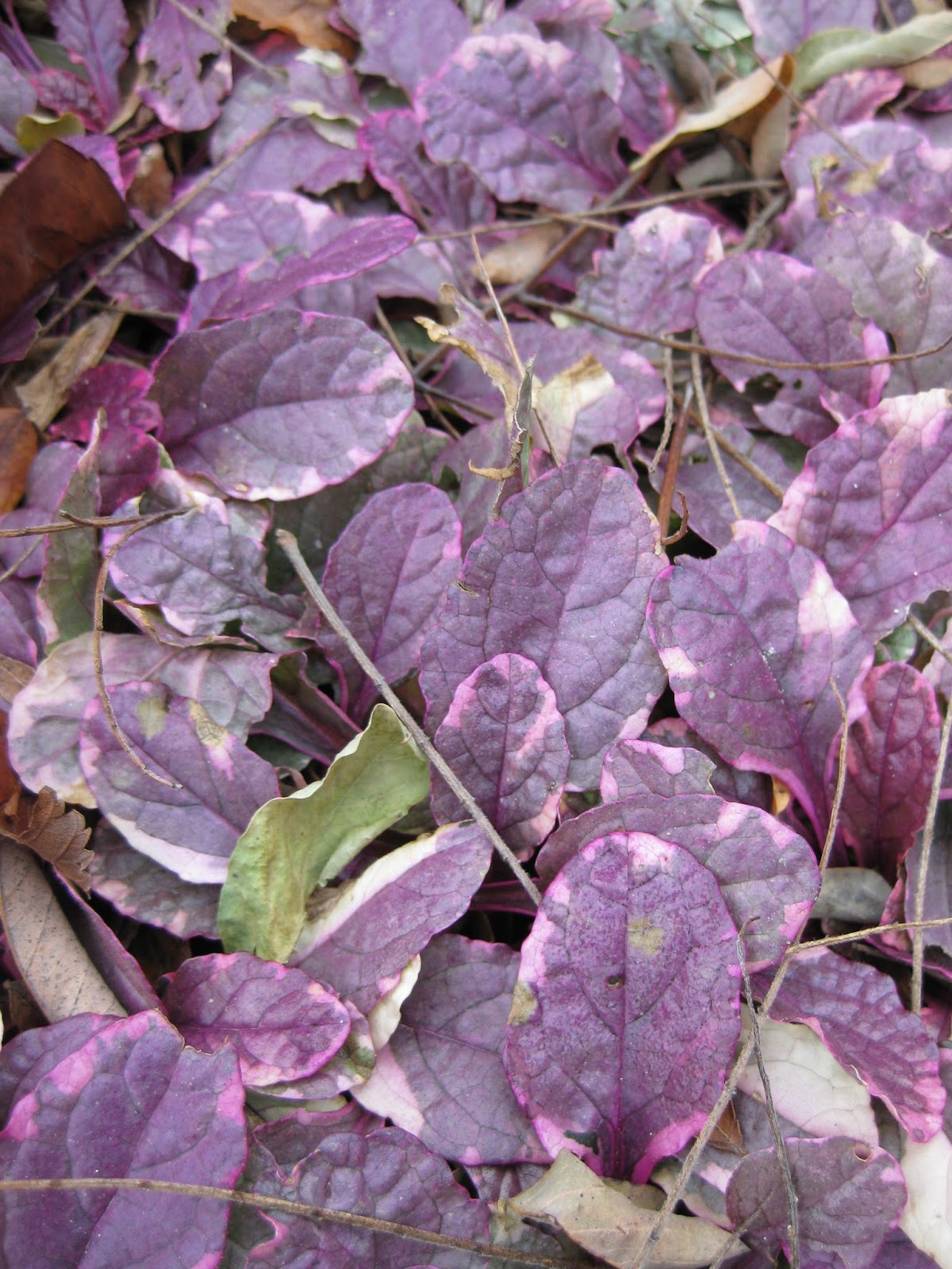 Future Plants By Randy Stewart Syringa Lilac