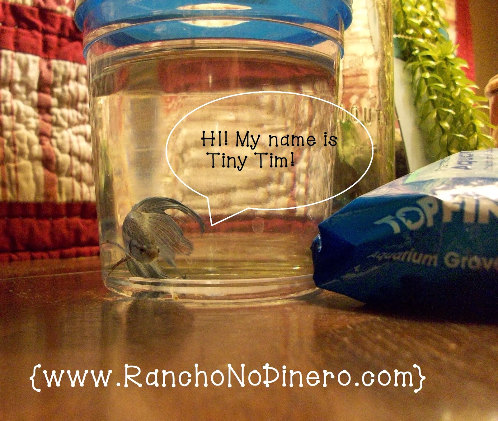 Rancho No Dinero: Mason Jar Monday - DIY How to Make an Aquarium ...