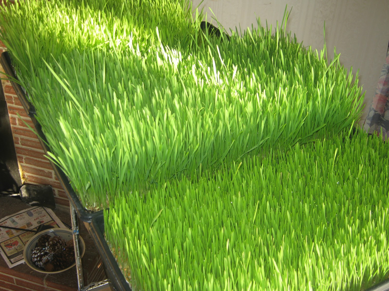 Green and fit Watching the Grass Grow