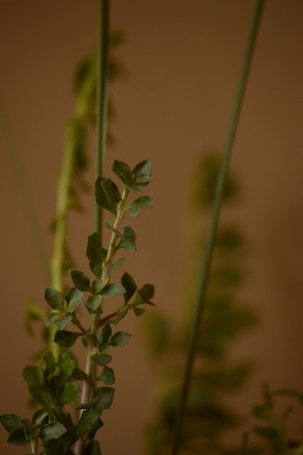 foliage of Eremophila "Valentine"