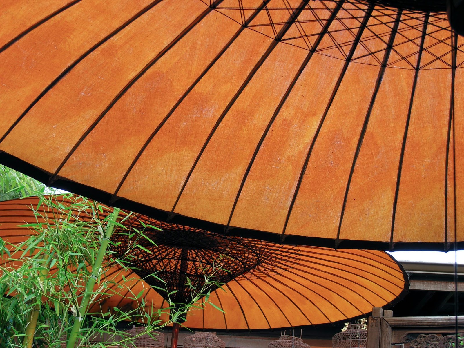 paradis express Cevan Forristt