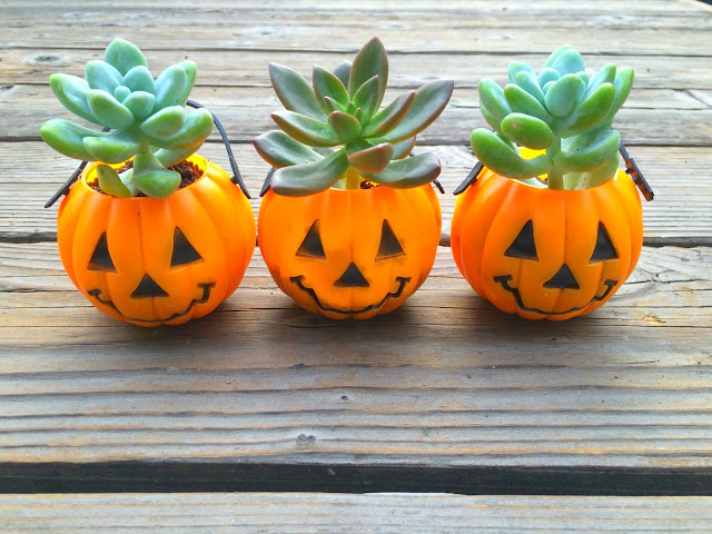 Fun Halloween Hostess Gifts with Succulents | www.jacolynmurphy.com