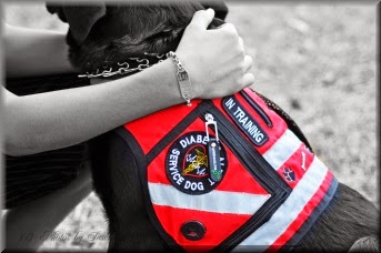 Low Blood Sugar Symptoms: Diabetic Alert Dog