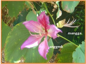 Simbiosis Parasitisme