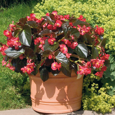 Begonia Big