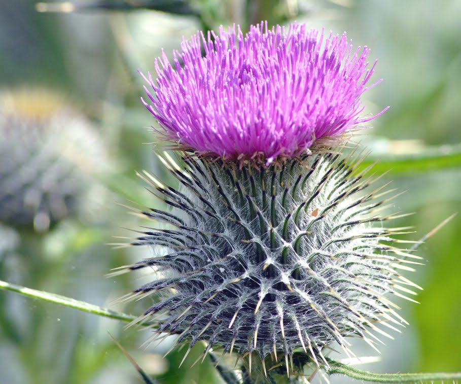 North Fife Scottish Thistle