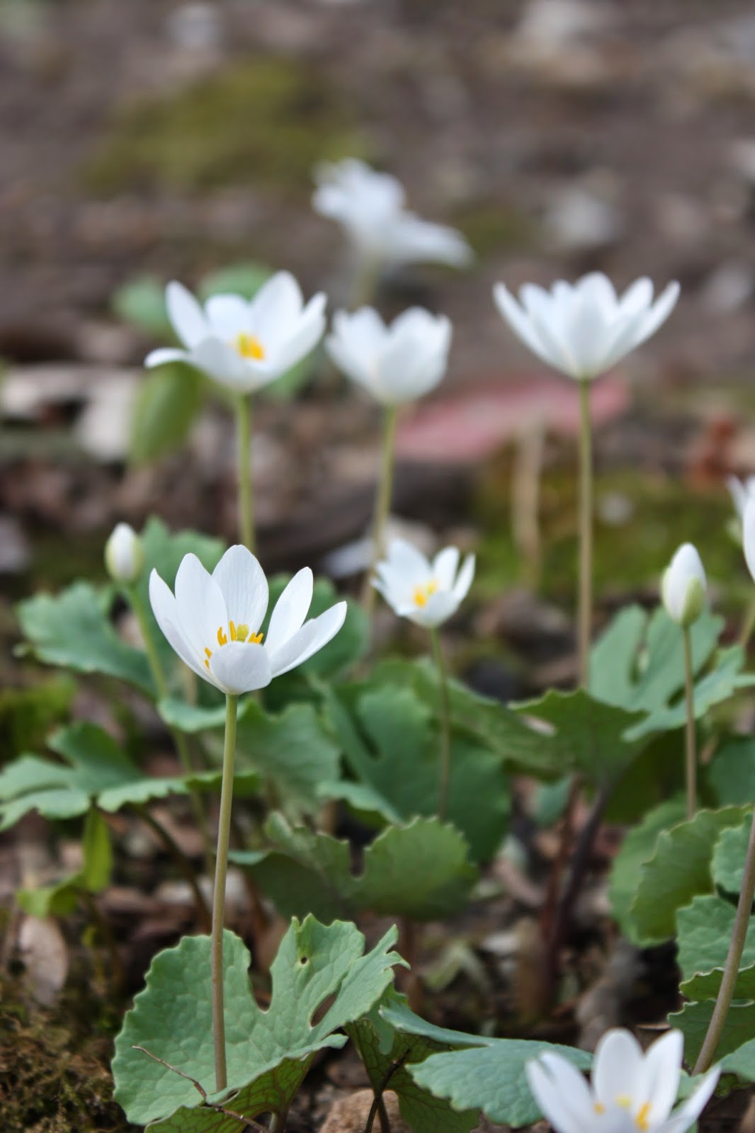 Garden Thyme with the Creative Gardener Bloodroot