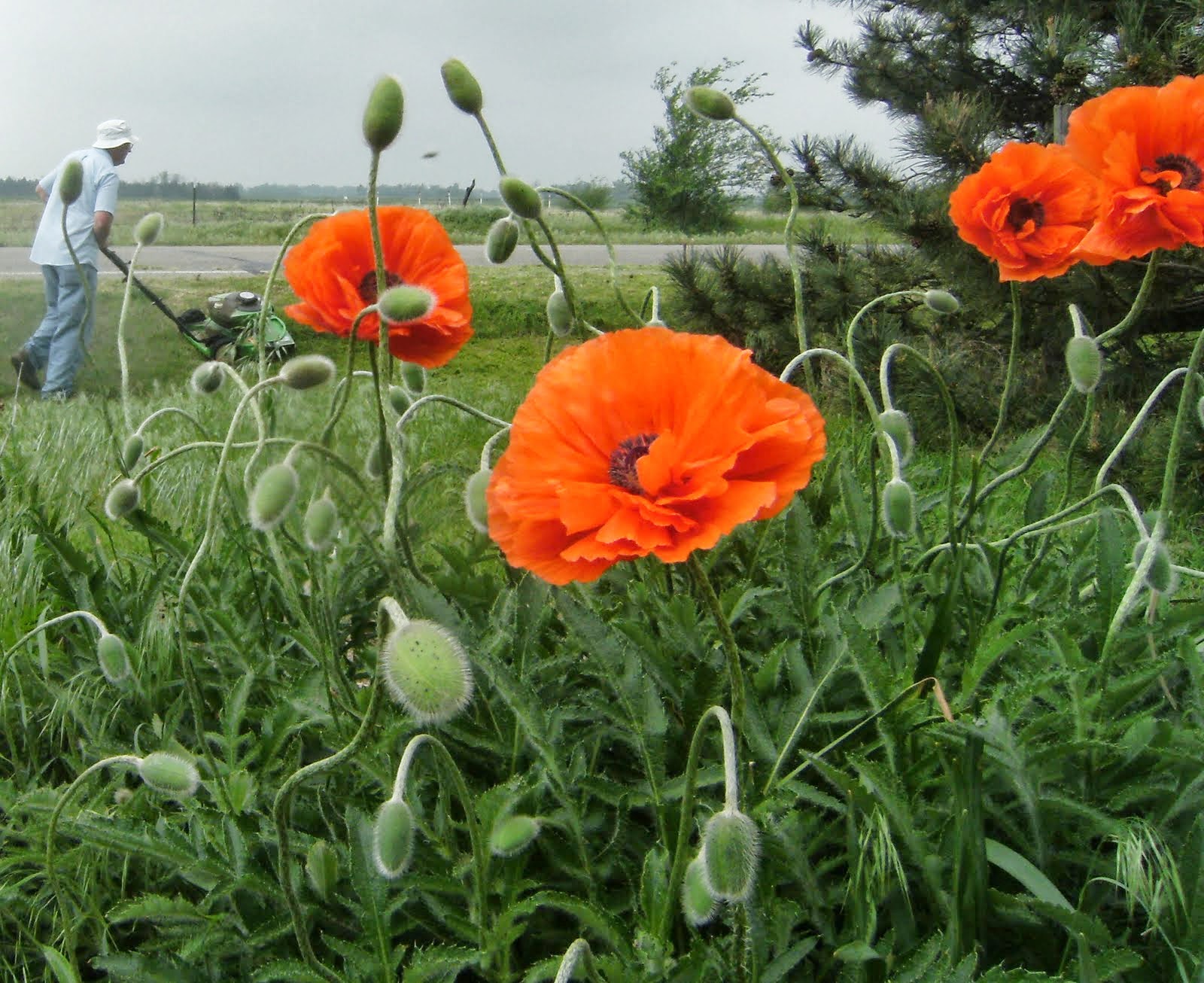 See the Beauty in the Ordinary A Kansas Country Garden MidMay