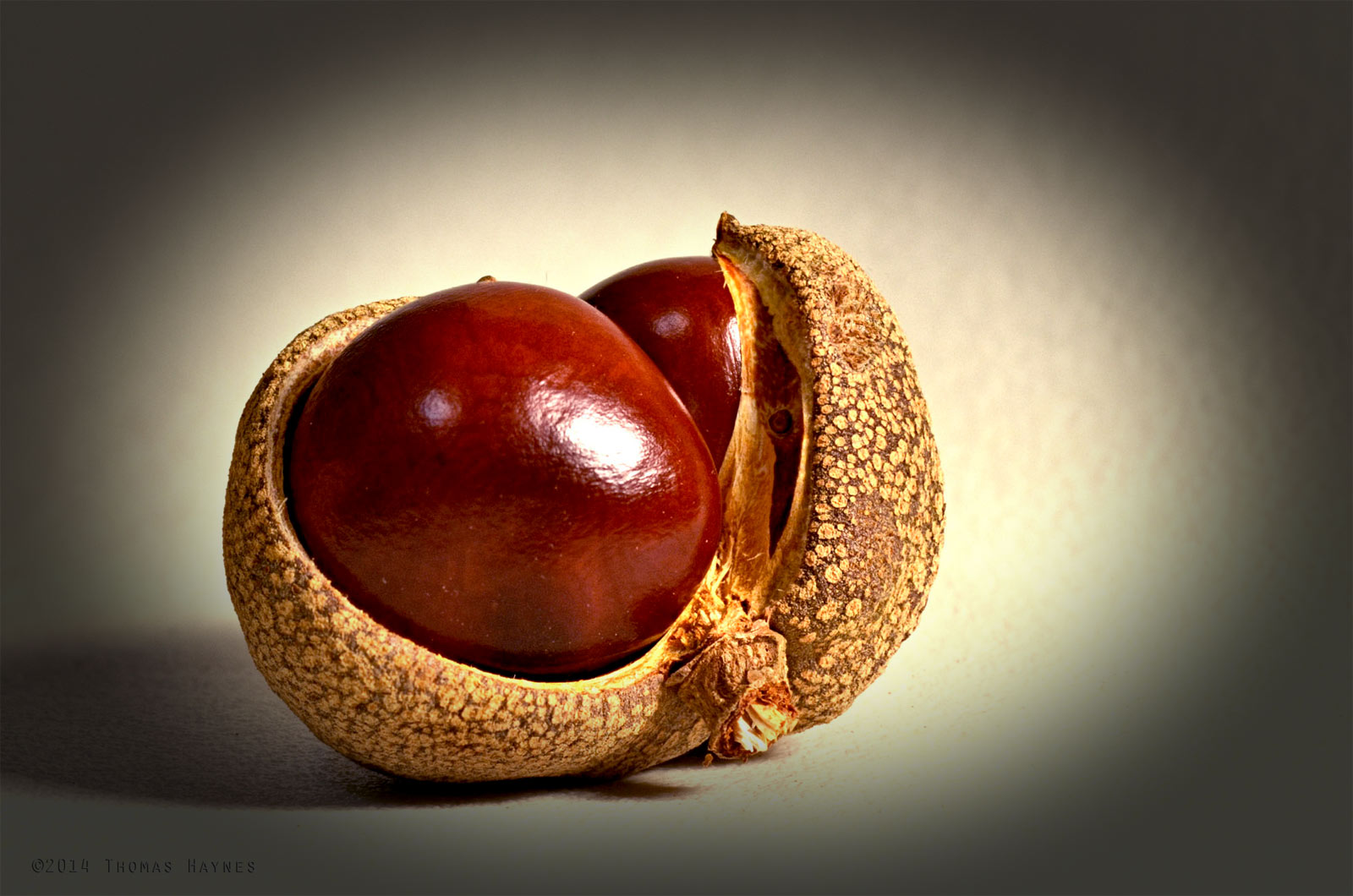 Buckeye seed and pod, Thomas Haynes Photoshoot Buckeye seed and pod, Thomas Haynes Photoshoot