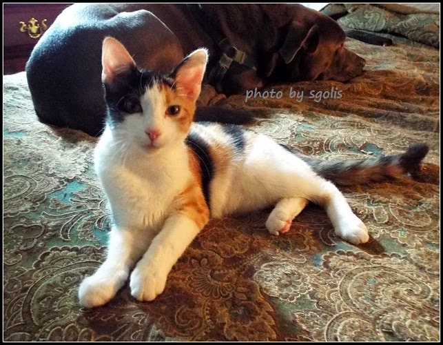 Cat Adoption Guide My Kitten Has a Disability