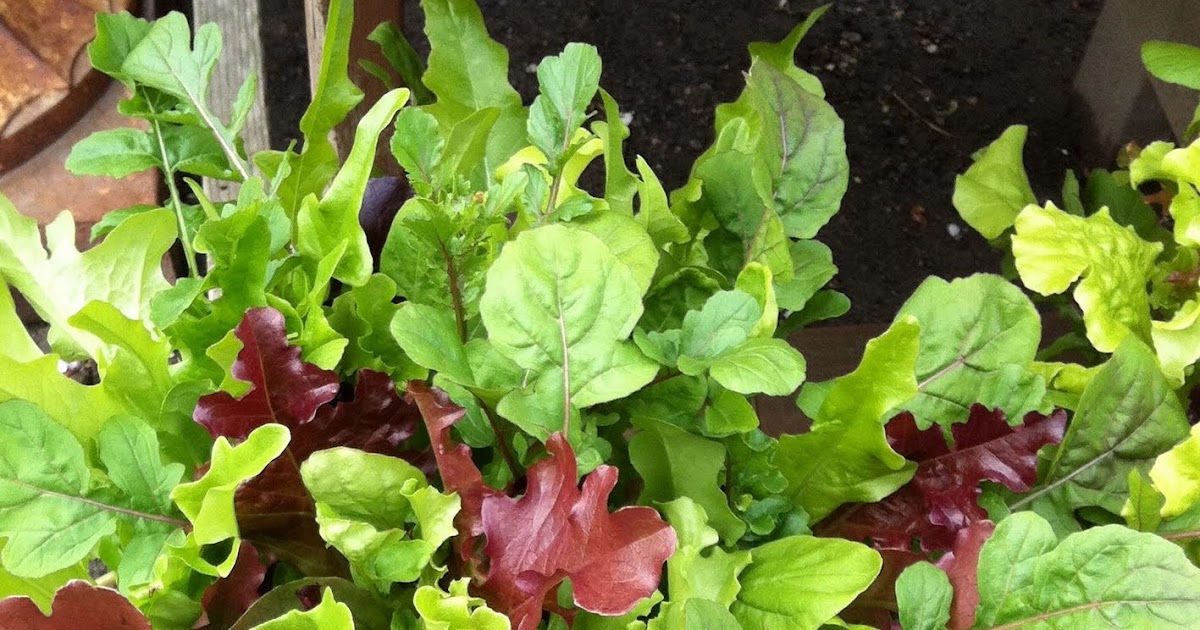 The New General Store grow your own salad