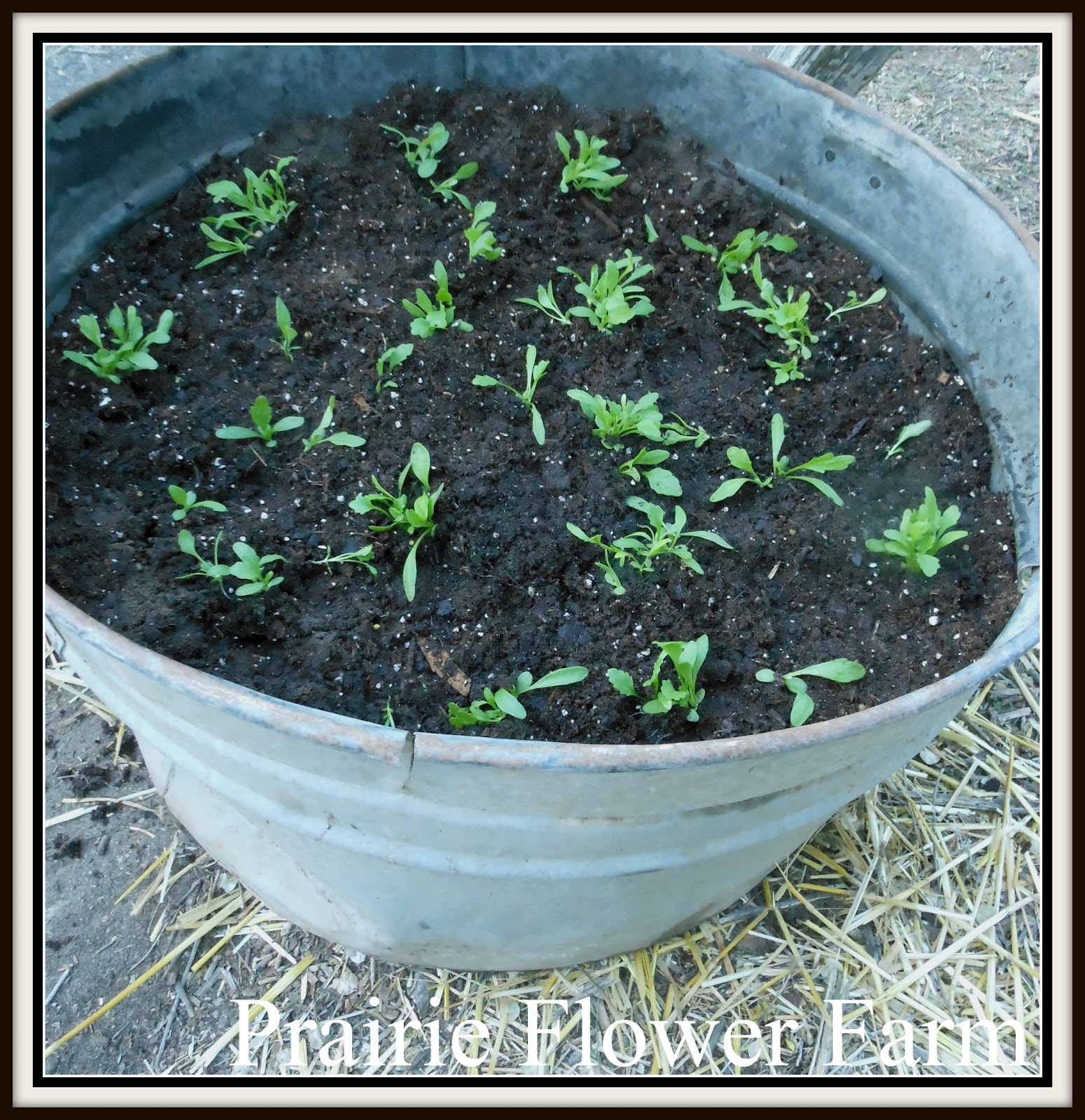 Prairie Flower Farm Enjoyed the Evening Planting!